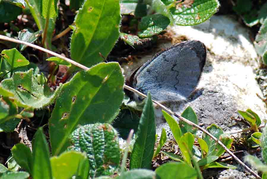 Erebia pandrose